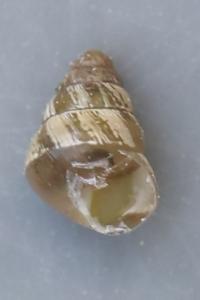 Cornet méditerranéen