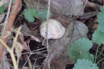Escargot de Bourgogne