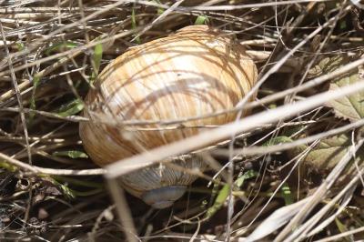 Escargot de Bourgogne