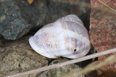 Escargot petit-gris
