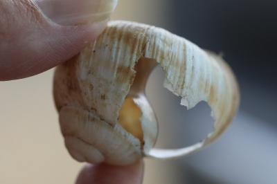 Escargot de Bourgogne