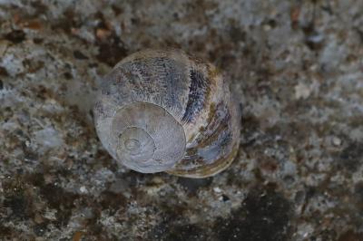 Escargot petit-gris