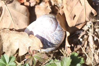 Escargot petit-gris