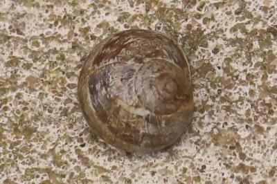 Escargot petit-gris