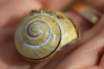 Escargot des haies