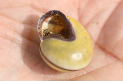 Escargot des haies