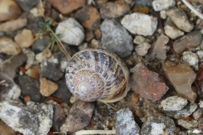 Escargot petit-gris