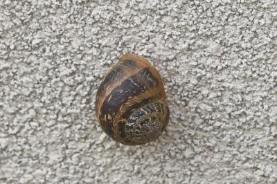 Escargot petit-gris
