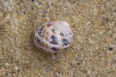 Escargot petit-gris