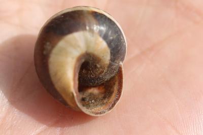 Escargot des haies