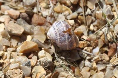 Escargot petit-gris