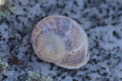 Escargot petit-gris