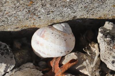 Escargot petit-gris
