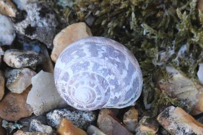 Escargot petit-gris