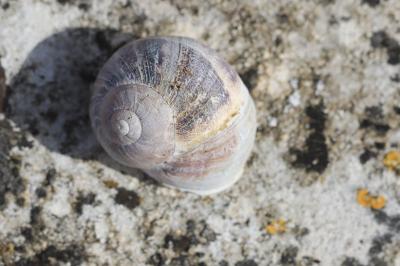 Escargot petit-gris