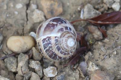 Escargot petit-gris