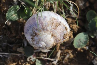 Escargot petit-gris