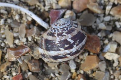 Escargot petit-gris