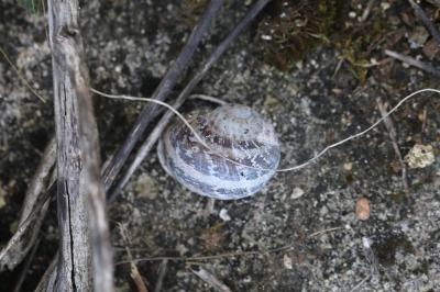 Escargot petit-gris