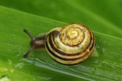 Cepaea hortensis