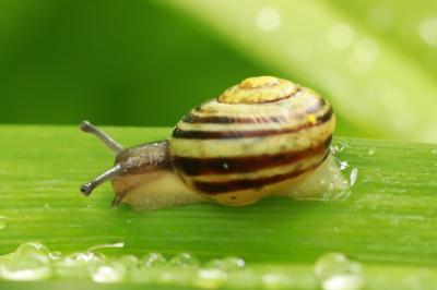 Escargot des jardins