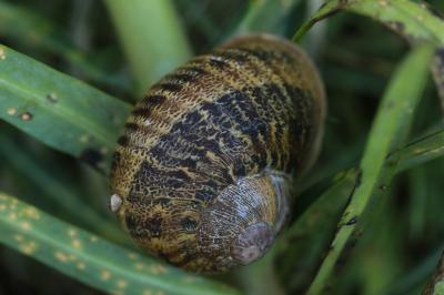 Escargot petit-gris