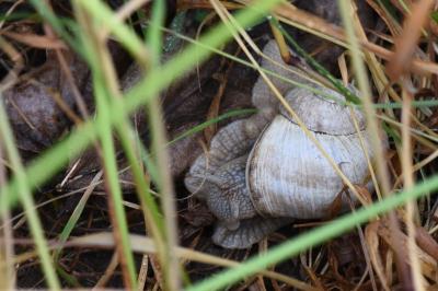 Escargot de Bourgogne