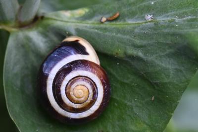 Escargot des jardins