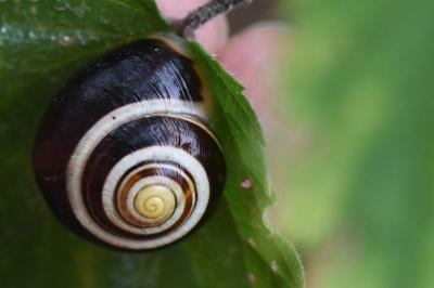 Escargot des jardins