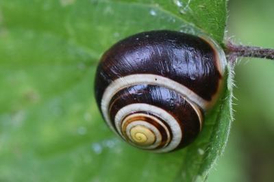 Escargot des jardins