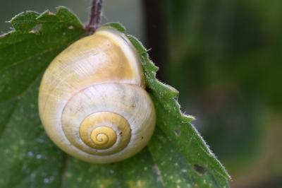 Escargot des jardins