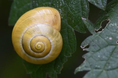 Escargot des jardins