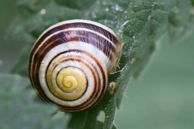 Cepaea hortensis
