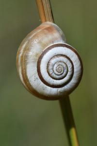 Hélicelle trompette