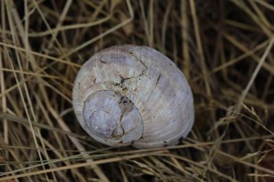 Escargot de Bourgogne