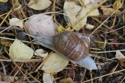 Helix pomatia