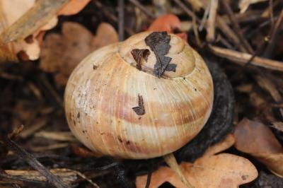 Escargot de Bourgogne