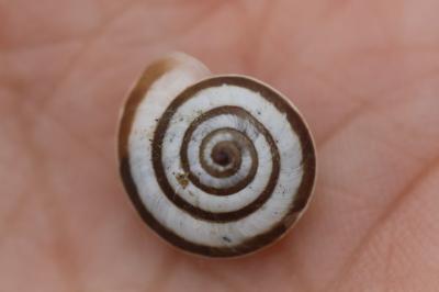 <i>Cernuella</i>