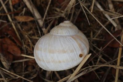 Escargot de Bourgogne