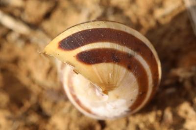 Escargot des haies