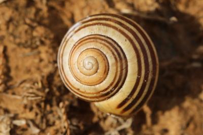 Escargot des haies