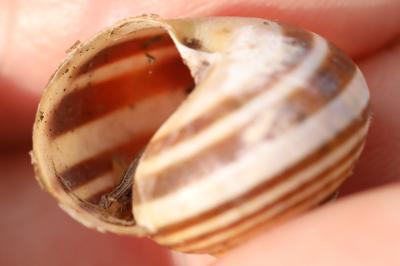 Escargot des haies