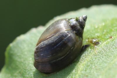 Physe voyageuse