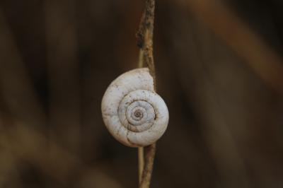 Cernuella aginnica