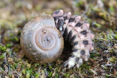 <i>Oxychilus</i>