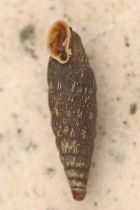 Clausilie commune
