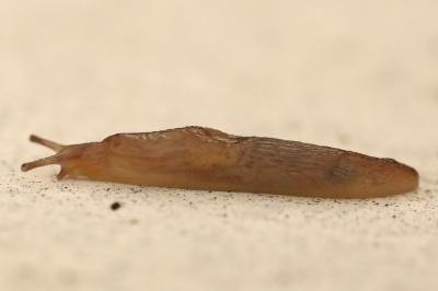 <i>Deroceras invadens</i>
