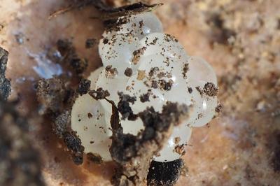 <i>Arion vulgaris</i>