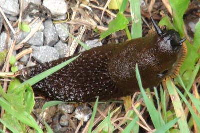 <i>Arion vulgaris</i>