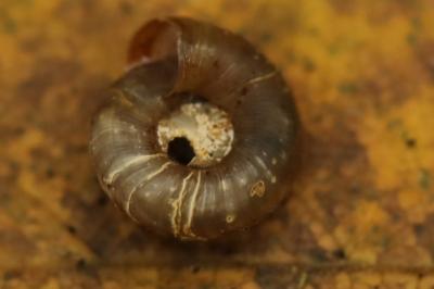 Gonyodiscus rotundatus